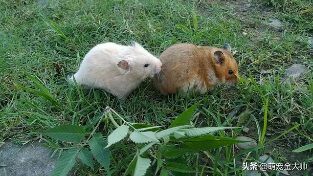 关于动物的成语大全（关于动物的成语全部）