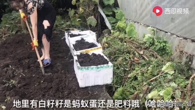 cctv7水蛭养殖视频-水蛭养殖视频播放