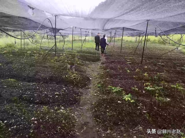 苗木种植实施方案模板-苗木种植实施方案模板范文