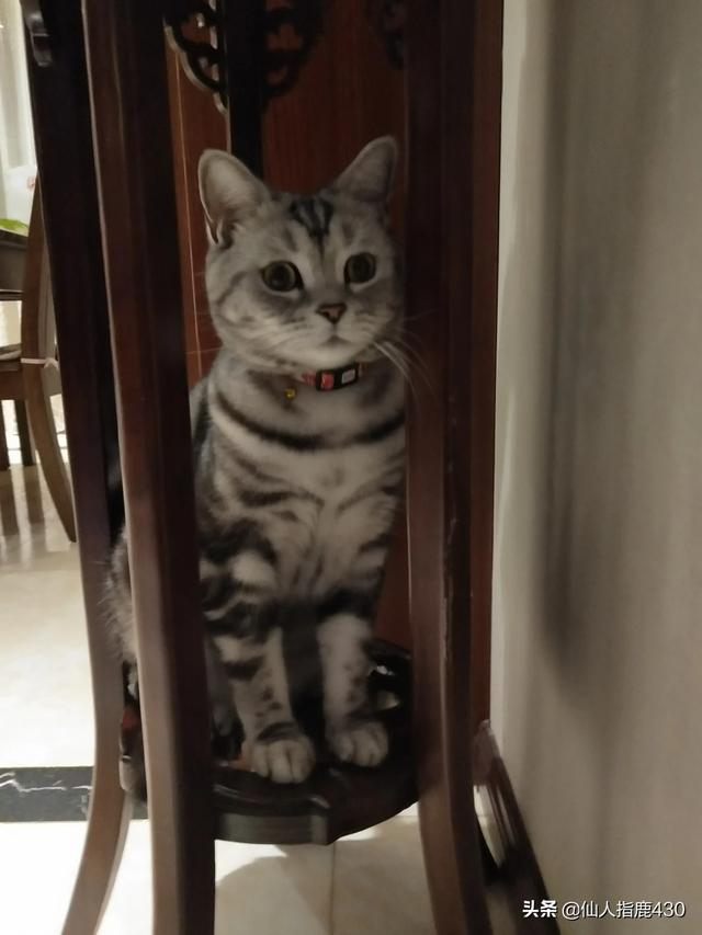 小奶猫一直乱跑，还到处乱钻，怎样才能捉到它,第3张