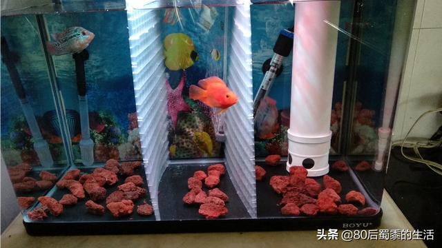 为什么热带鱼冬天会死呢？怎样才能让它冬天不死呢,第5张