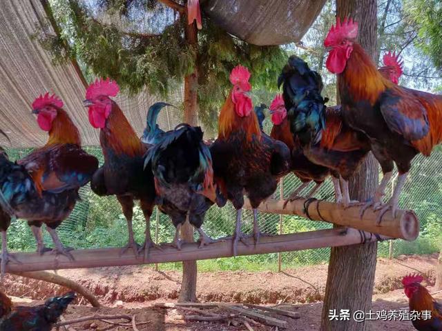 哪里有卖土鸡苗的 在那里买土鸡苗比较好？