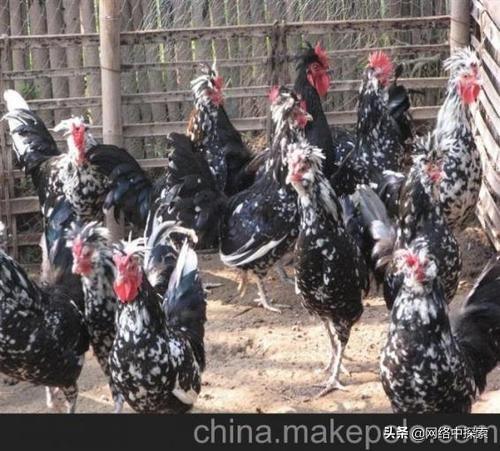 一斤鸡苗批发价格表 半斤鸡苗批发价格和详细地址？