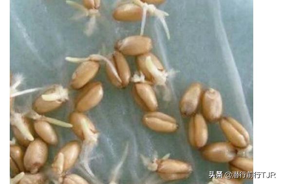 麦芽糖的做法_麦芽糖的做法在家里做