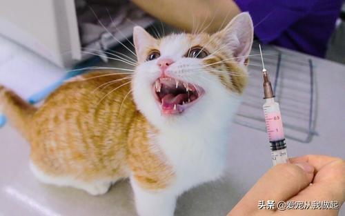 猫咪口腔溃疡怎么处理,第5张