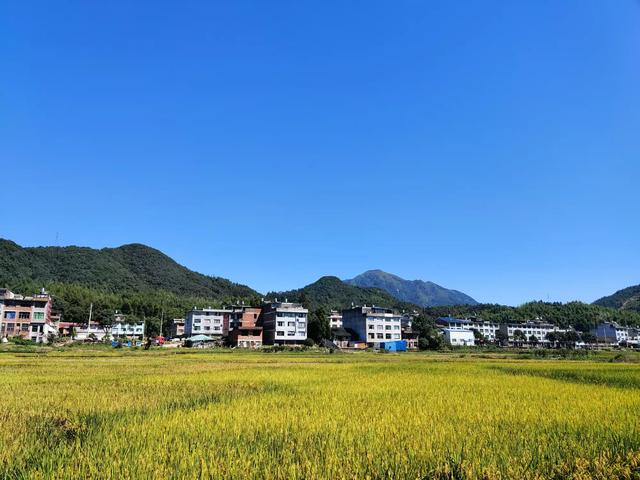 公职人员半夜偷豆角违法吗