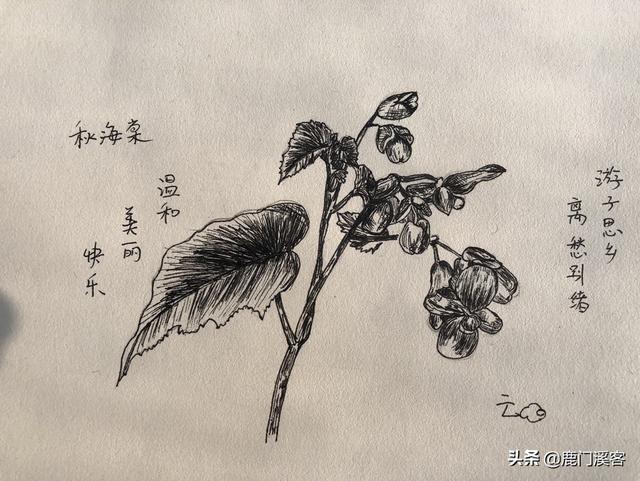 简单黑白线描花卉? 简单黑白线描花卉图片!