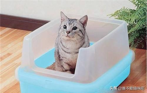 怎样治猫拉稀,第2张