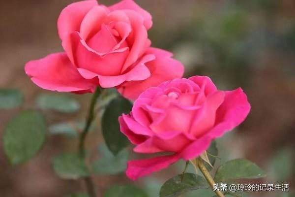 冬天新买月季花怎么养护和管理(图30)