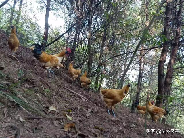 打包的烧鸡怎么吃才好吃(图1)