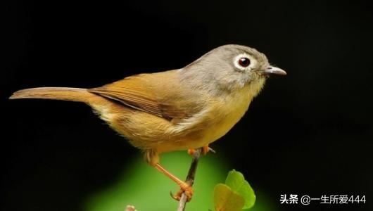 短尾鴉雀?!