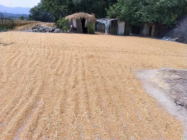 河南农忙季节怎么样