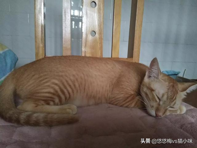 你们家猫咪绝育后会安静吗,第1张