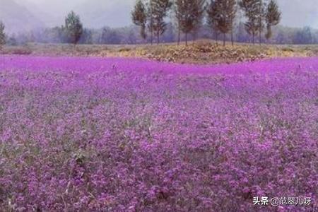 薰衣草的花语是什么?薰衣草的花语是什么意思 寓意!