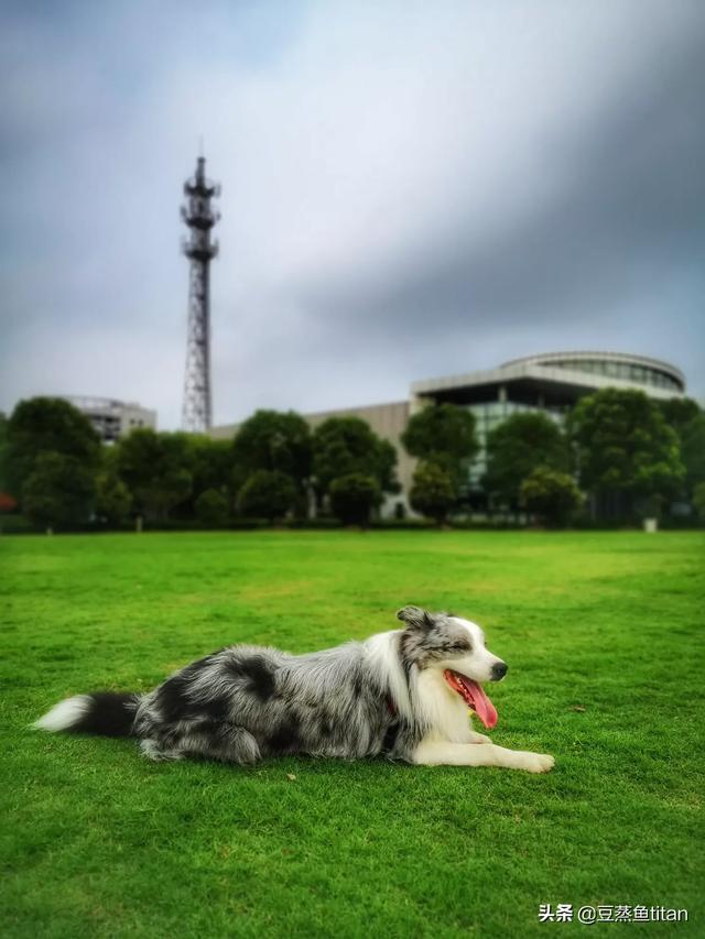 邊境牧羊犬圖片?金邊邊境牧羊犬圖片!