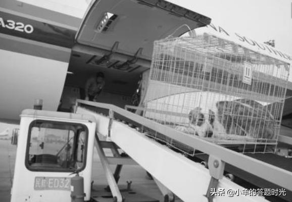 飛機托運寵物需要什么手續?飛機托運寵物貓需要什么手續!