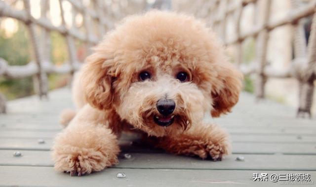 狗最怕什么气味,第2张