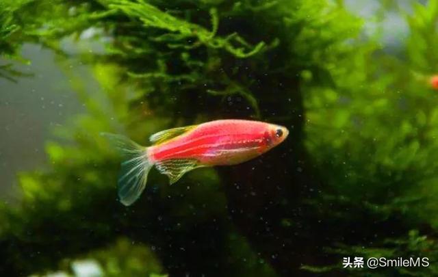 最好養的小寵物?最好養的小寵物排行榜!