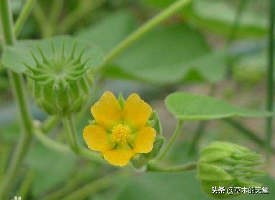 10大恶心发麻图片（恶心麻烦怎回事）