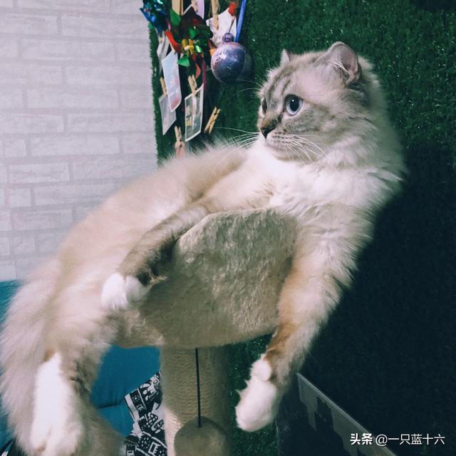 两个月的猫，可以喂食生肉吗,第5张