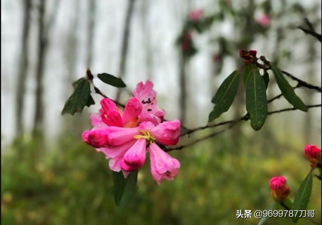 浙南健康小镇景观设计浙南健康小镇景观设计图