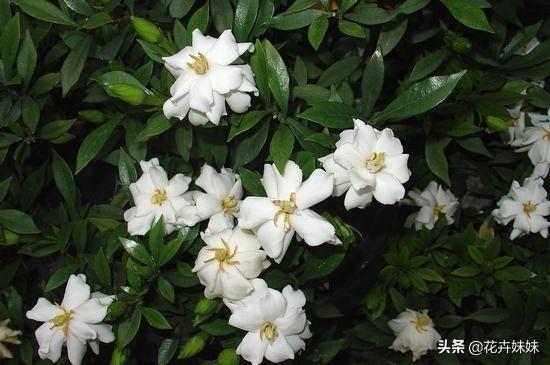 栀子花花期?栀子花花期多长,一年开几次!