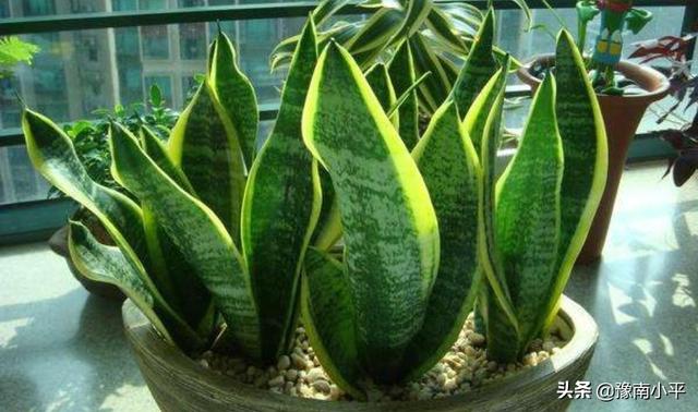虎皮兰叶子枯萎，请问是怎么回事？可以挽救吗,第34张