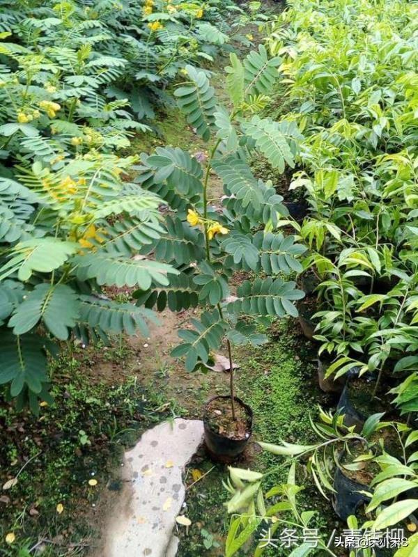 绿化树除虫-绿化树除虫都能喷农药吗