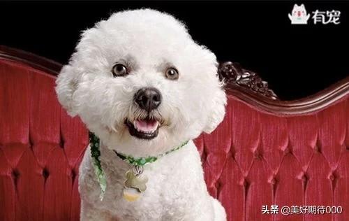 比熊犬刚出生什么样