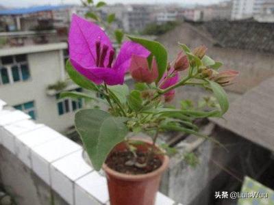 花园假山鱼池边种植树,花园假山鱼池边种植树好吗