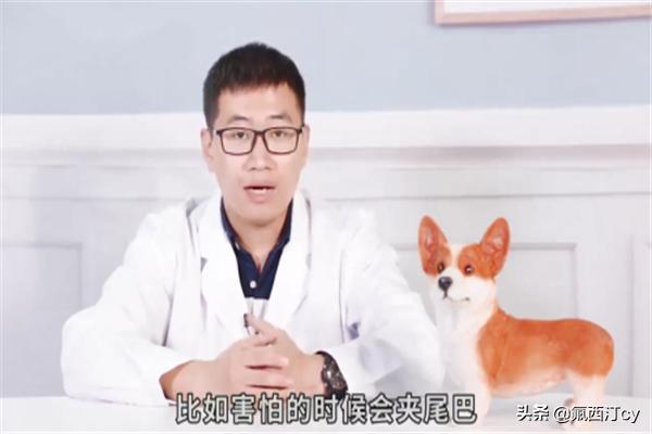 笑臉狗?笑臉狗狗圖片!