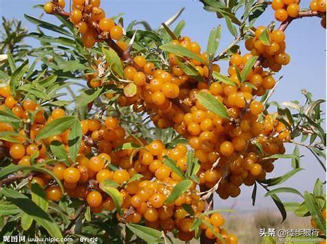 甘肃沙棘种植技术 甘肃沙棘种植技术视频