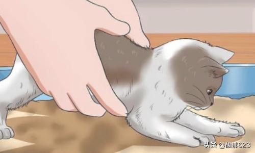 如何训练猫咪使用猫砂盆,第2张