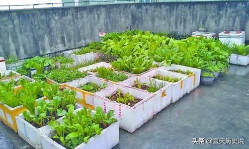 泡沫箱种菜有什么危害？