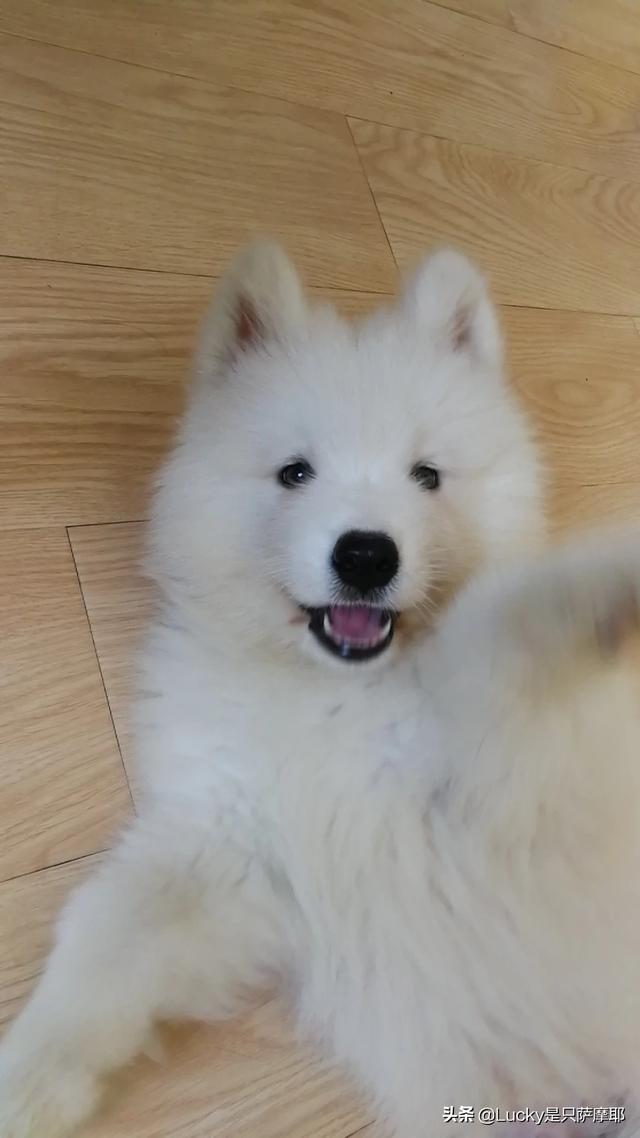 刚生出来的狗宝宝可不可以立即抱走,第9张