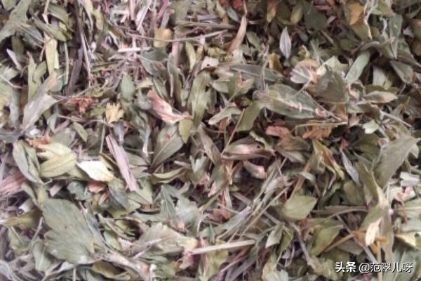 如何给荷兰猪兔子宠物做草饼的制作方法自制草饼,第4张