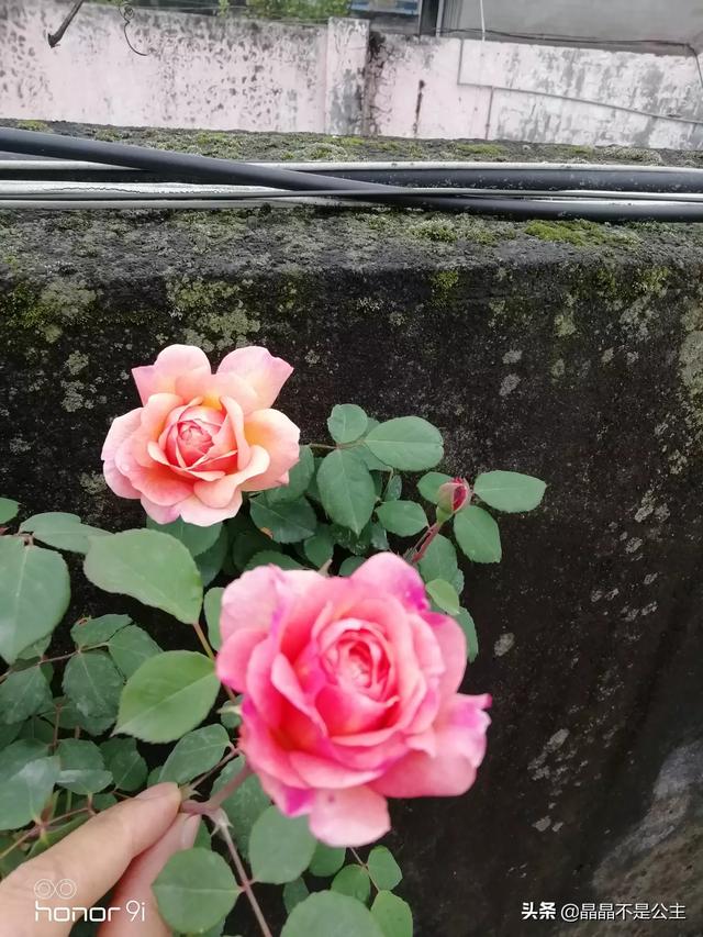 室内种植花卉的作用? 室内种植花卉的作用是什么!