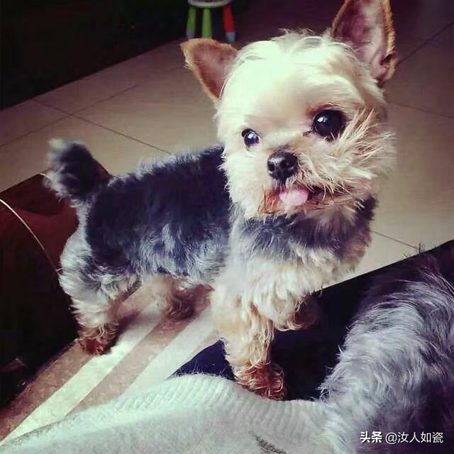 寵物包括哪些?寵物包括哪些動物?!
