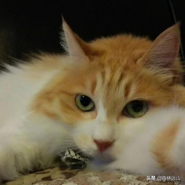 猫喜欢吃什么？喜欢什么鱼,第1张