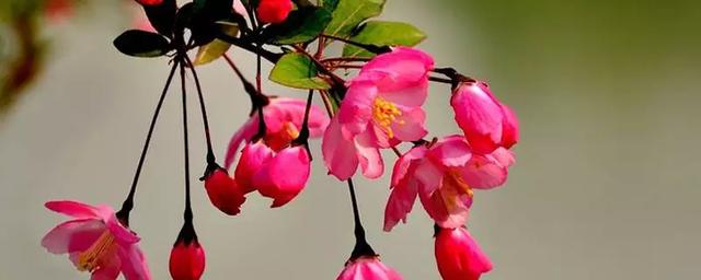 牡丹花的真实图片（牡丹花的真实图片大全）