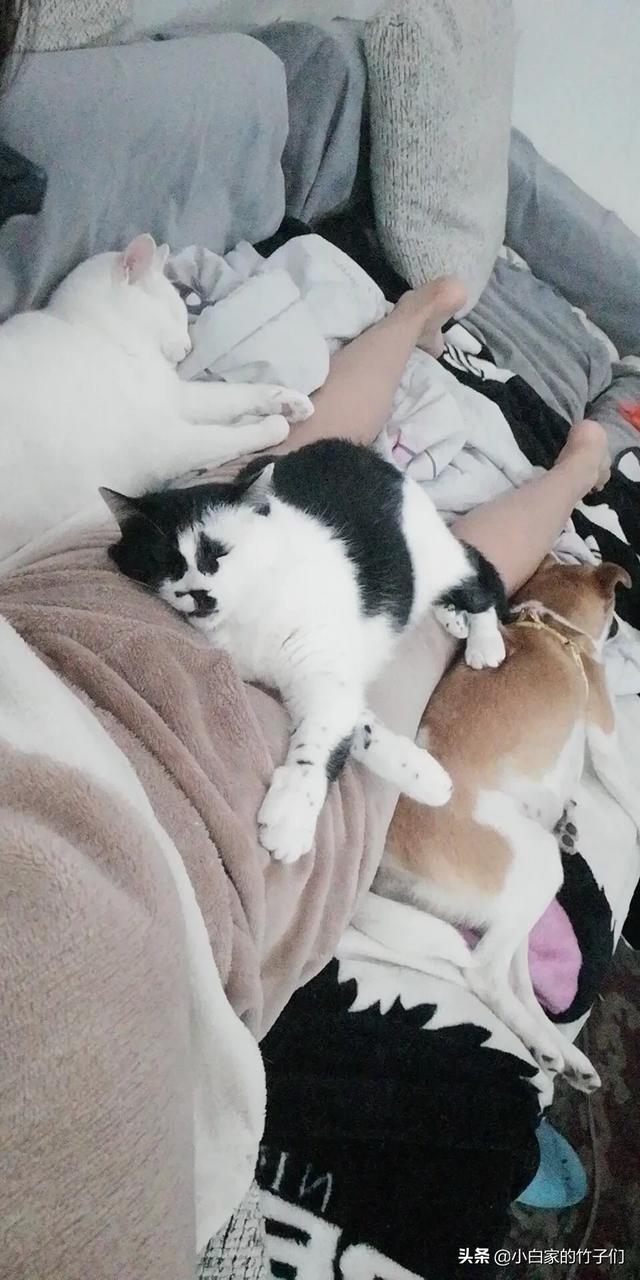 如何让猫和狗和平相处,第3张