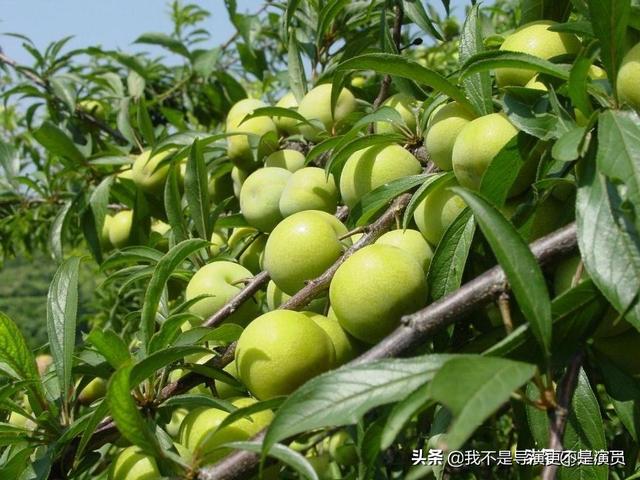 果园盆景种植基地有哪些,果园盆景种植基地有哪些地方