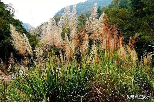 常见花卉图鉴?常见花卉图鉴大全!