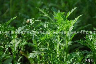 阳台种植茼蒿,阳台种植茼蒿的方法