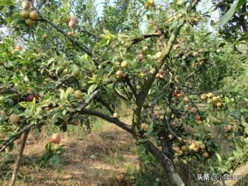 在家种李子树好不好 李子树苗种植技术？