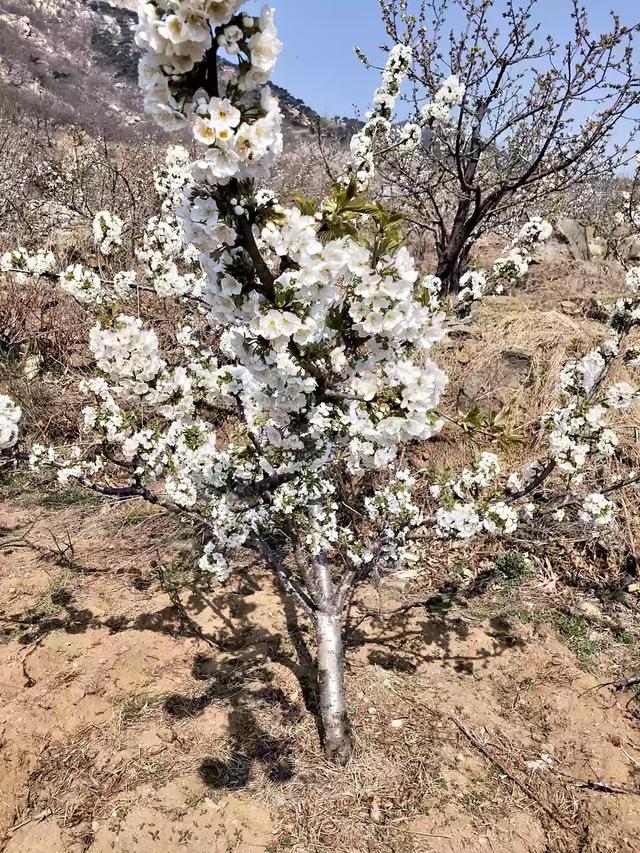 果园中可以种植的灌木,果园中可以种植的灌木有哪些