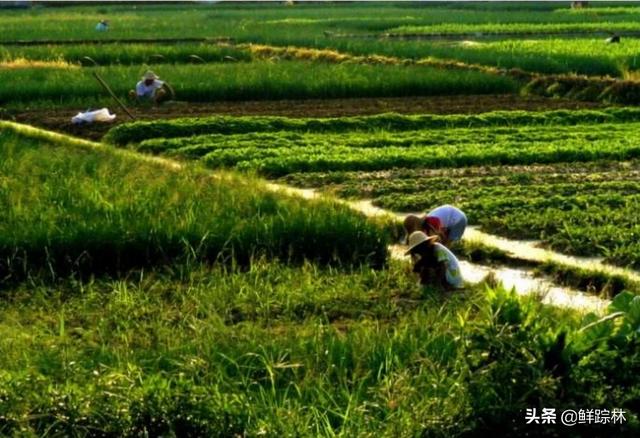 海外生活怎么开荒，海外生活怎么开荒赚钱