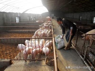目前饲料无抗发展方向-无抗时代,饲料行业如何应对?