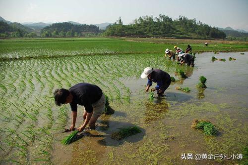 金谷粮食网玉米价格（204年6月价格表）