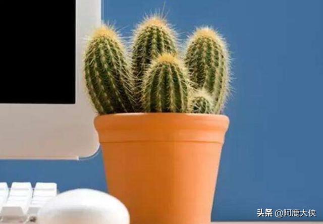 仙人掌可以防辐射吗 （仙人掌可以防辐射吗?）